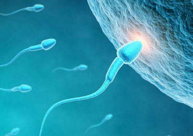 精子如何进入输卵管？